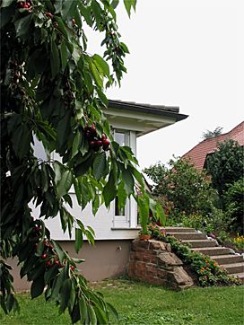Blick vom Kirschbaum zur Terrasse